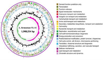 Genetic and Biochemical Characterization of an Exopolysaccharide With in vitro Antitumoral Activity Produced by Lactobacillus fermentum YL-11